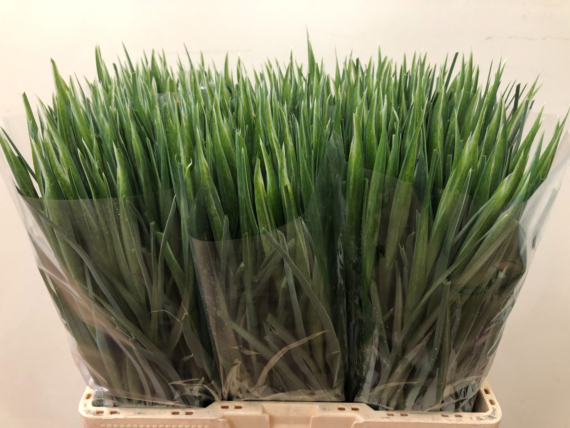 Ирис Блю Мэджик (син.), шт.