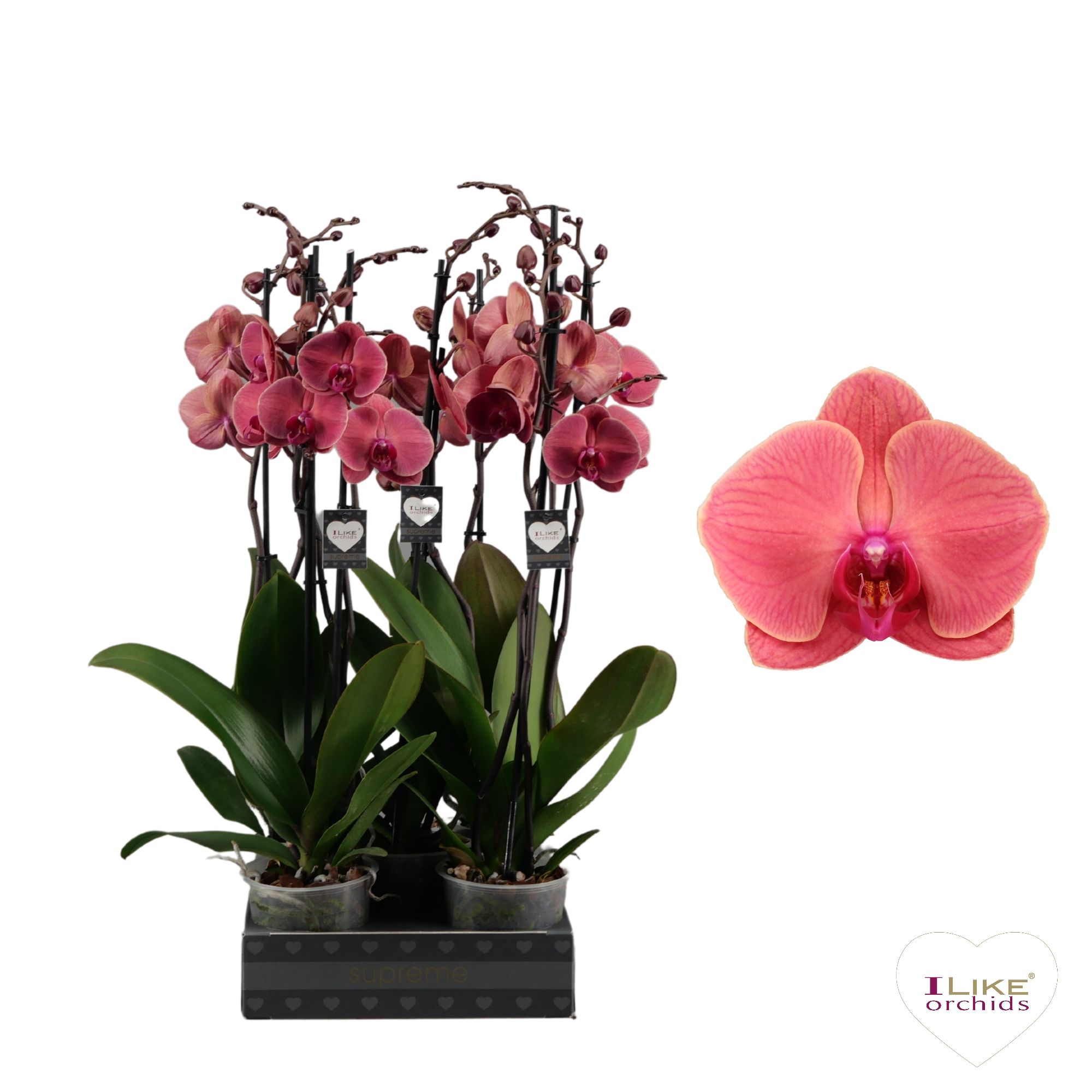 Phalaenopsis Asian Coral - 2 tak 80cm, D 12