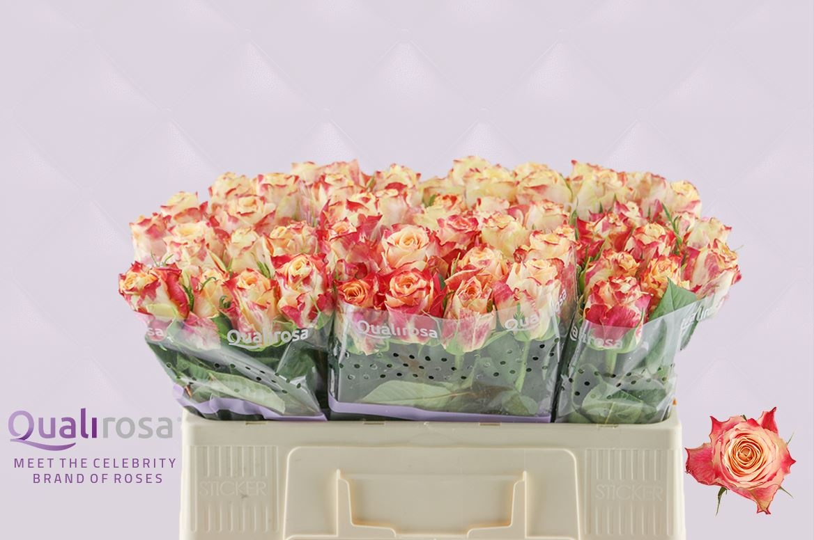 Роза од. Чапю 50, шт. Роза од. Чапю 50, шт.