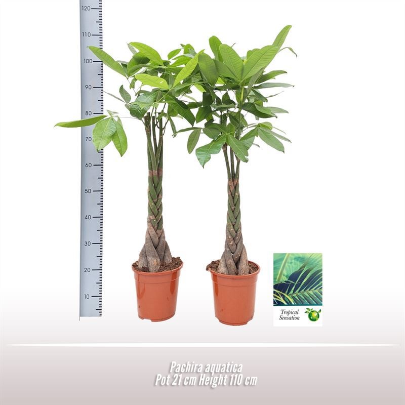 Pachira aquatica, D 21