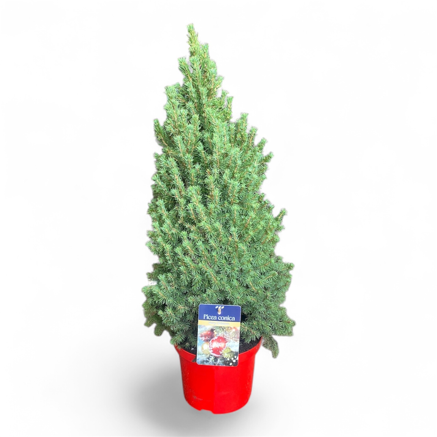 Picea gl. 'Conica' 50-60 cm Rood ( 70-80 cm ), D 21 cm