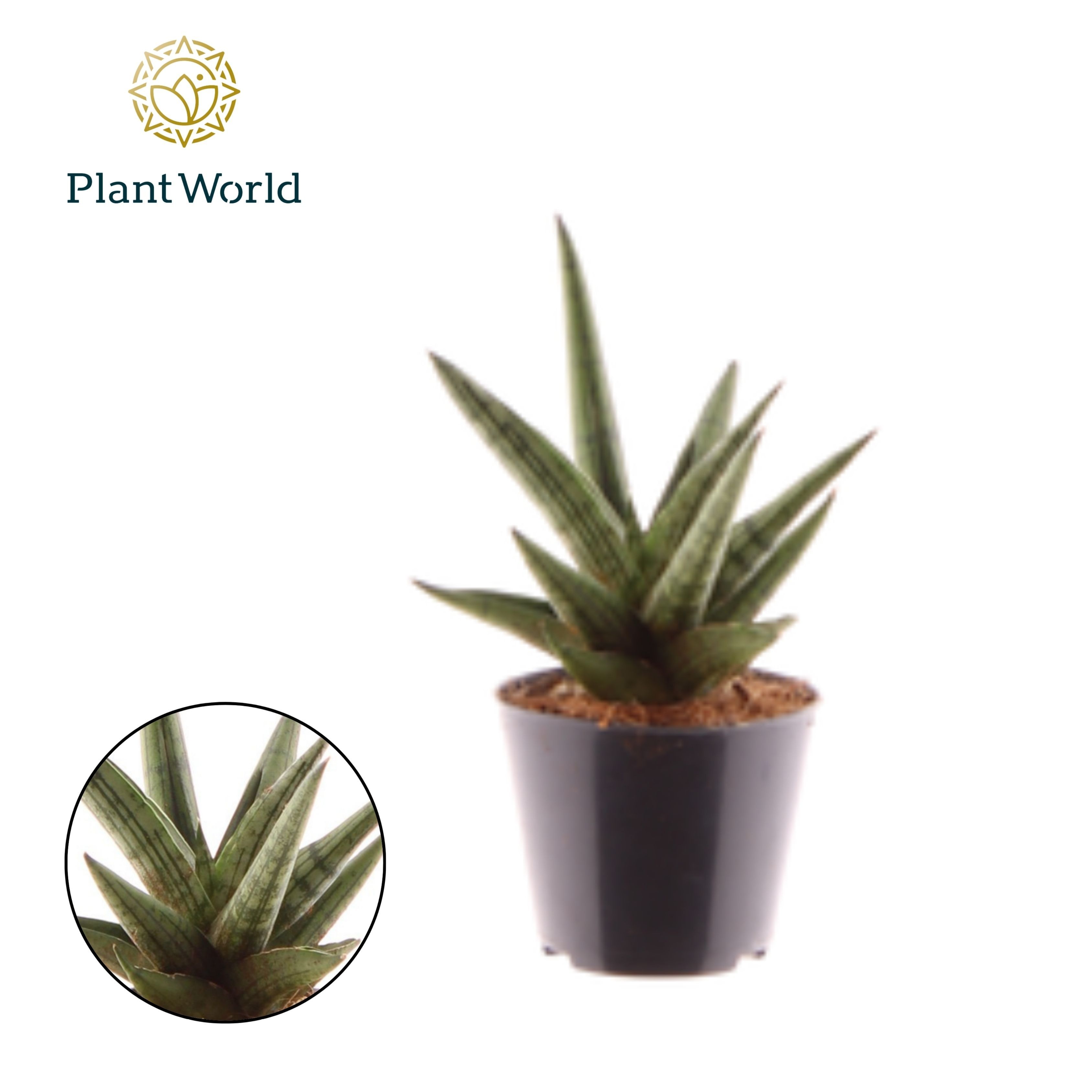 Sansevieria Helios P8,5, D 8,5 cm Sansevieria Helios P8,5, D 8,5 cm