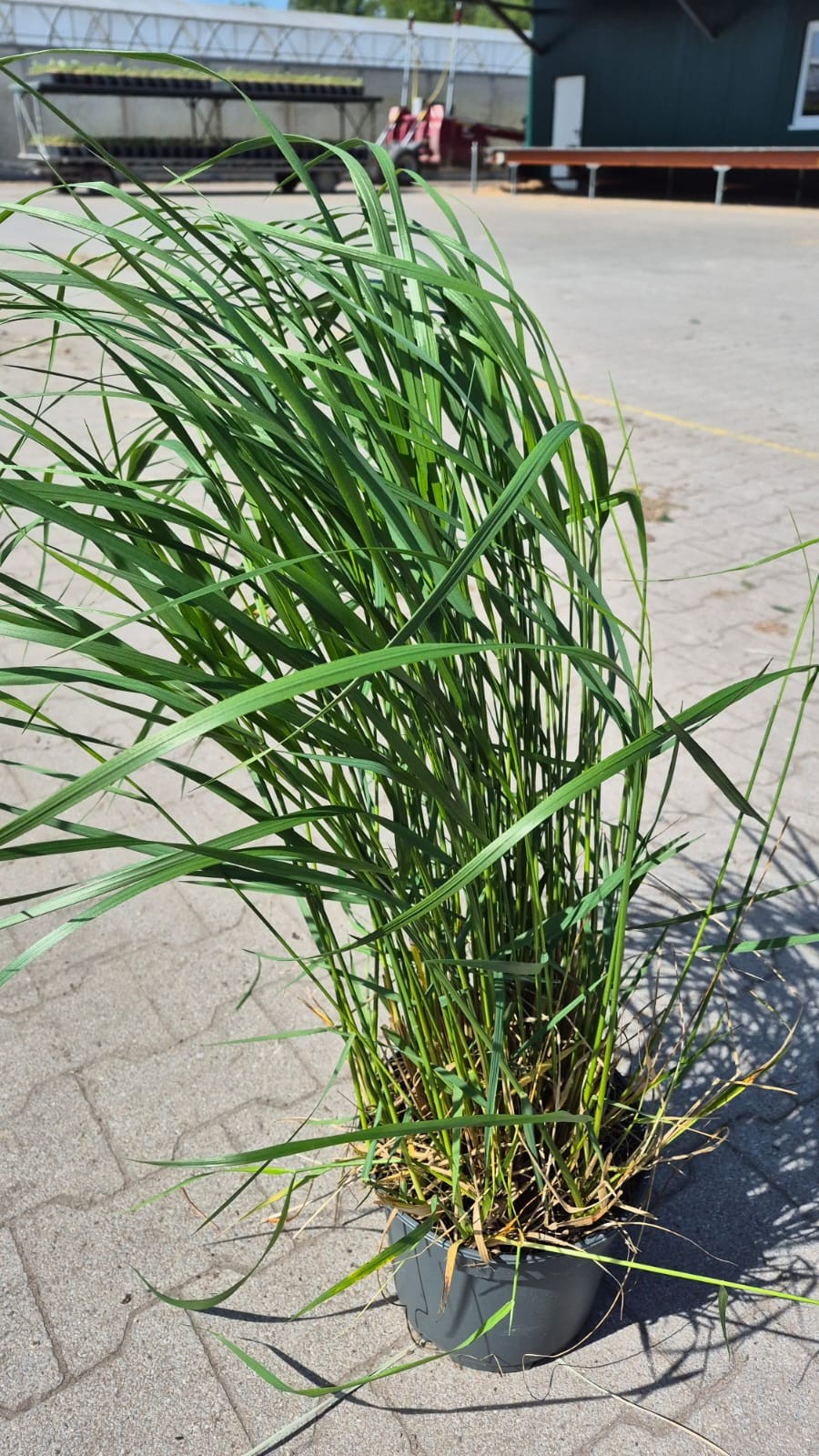 Calamagrostis acu. 'Karl Förster', D 23