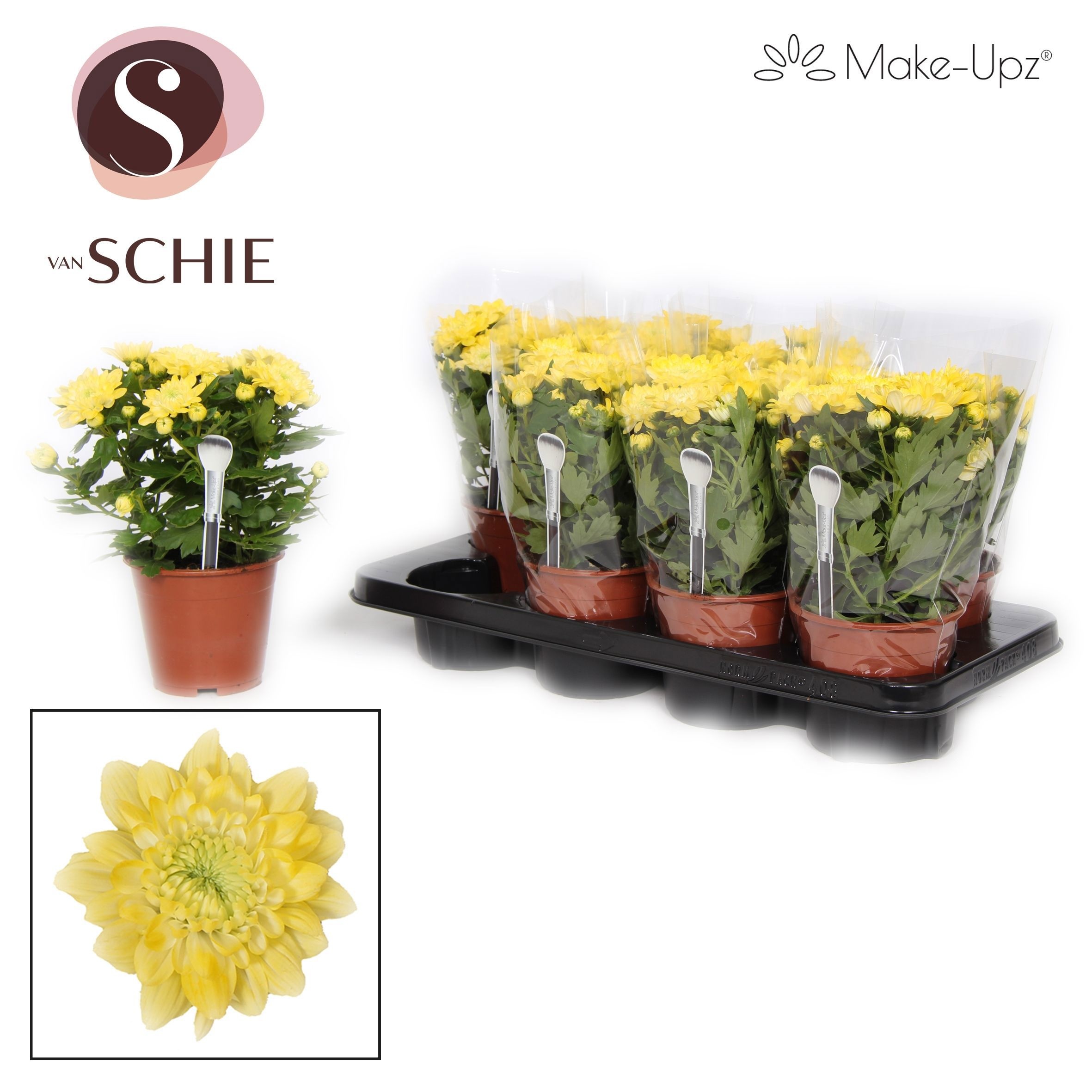 Chrysanne Grandezza Make-Upz® Yellow, D 13 cm Chrysanne Grandezza Make-Upz® Yellow, D 13 cm