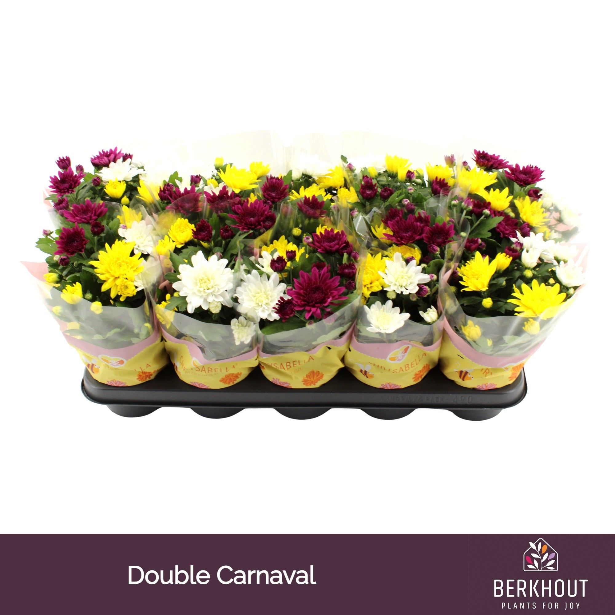 Chrysant Carnaval Double, D 12