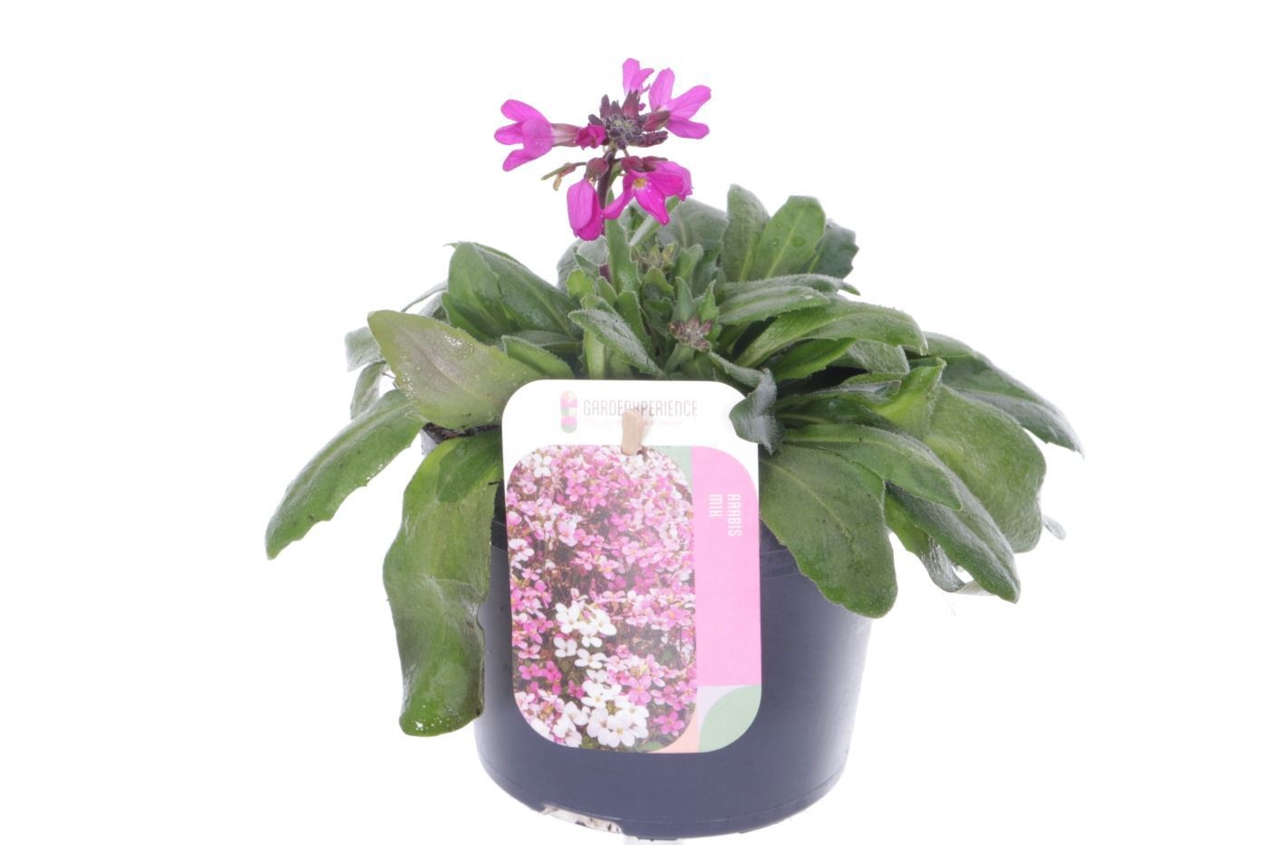 Arabis blepharophylla, D 13