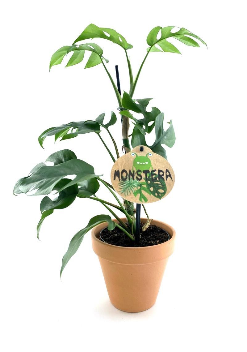 MONSTERA MINIMA H831 Minima m.Stick+Lerpotte, D 12