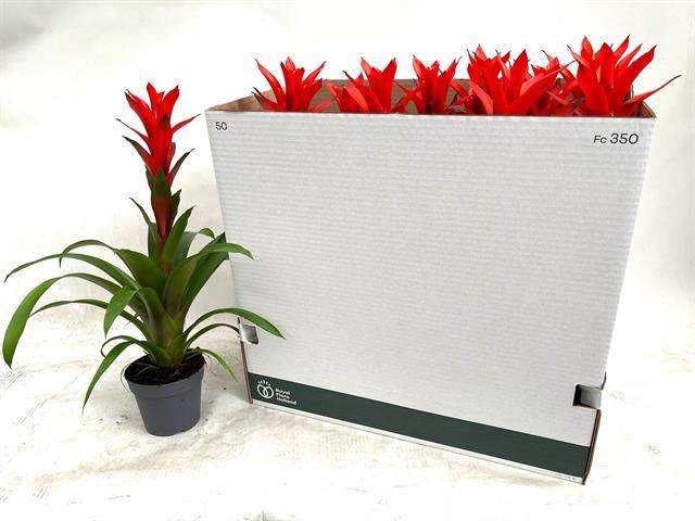 Guzmania Ostara (Decorum), D 13 cm Guzmania Ostara (Decorum), D 13 cm
