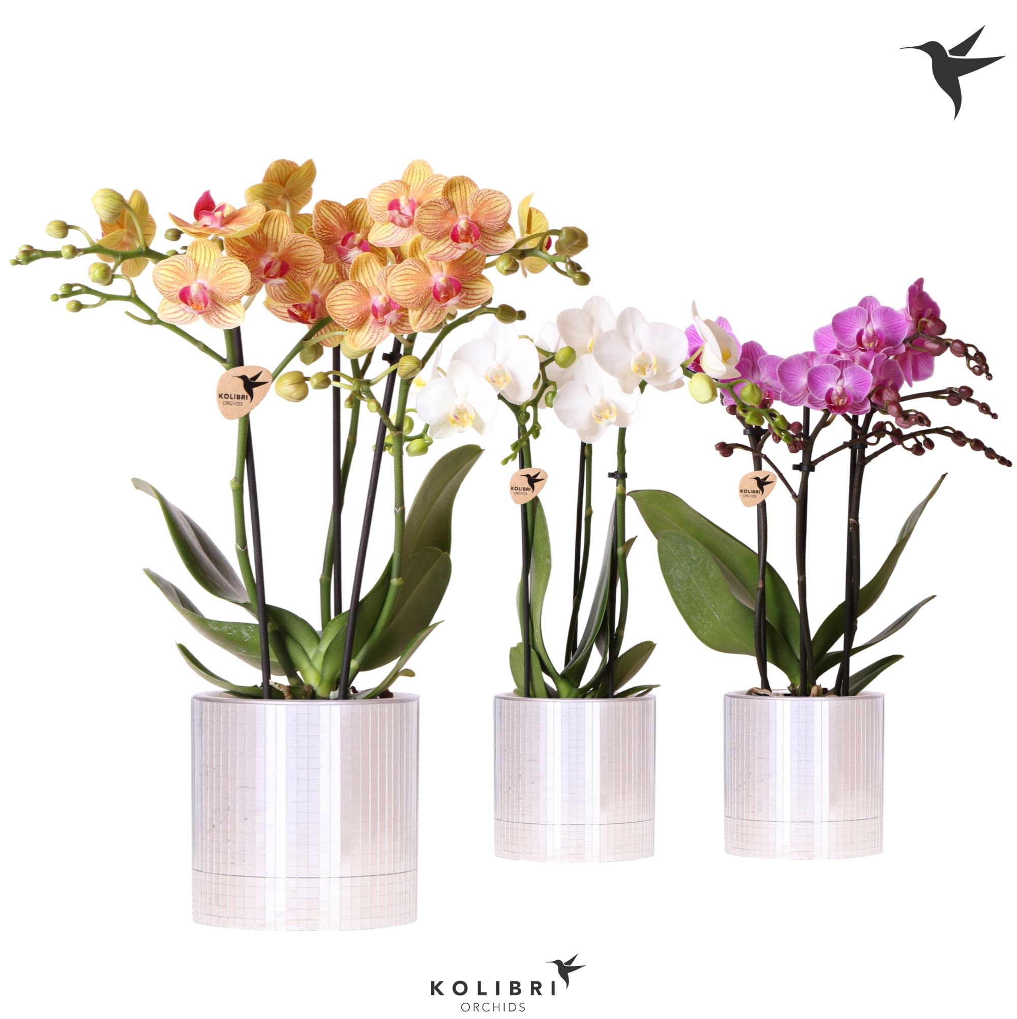Kolibri Orchids Phalaenopsis mix 3 spike in Disco pot, D 9