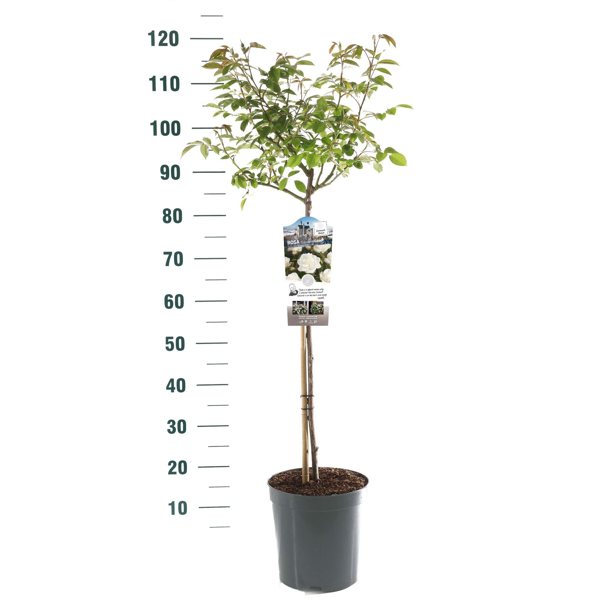 Rosa 'Schneewittchen' - 60 Stam - Exclusive Collection, D 24 cm