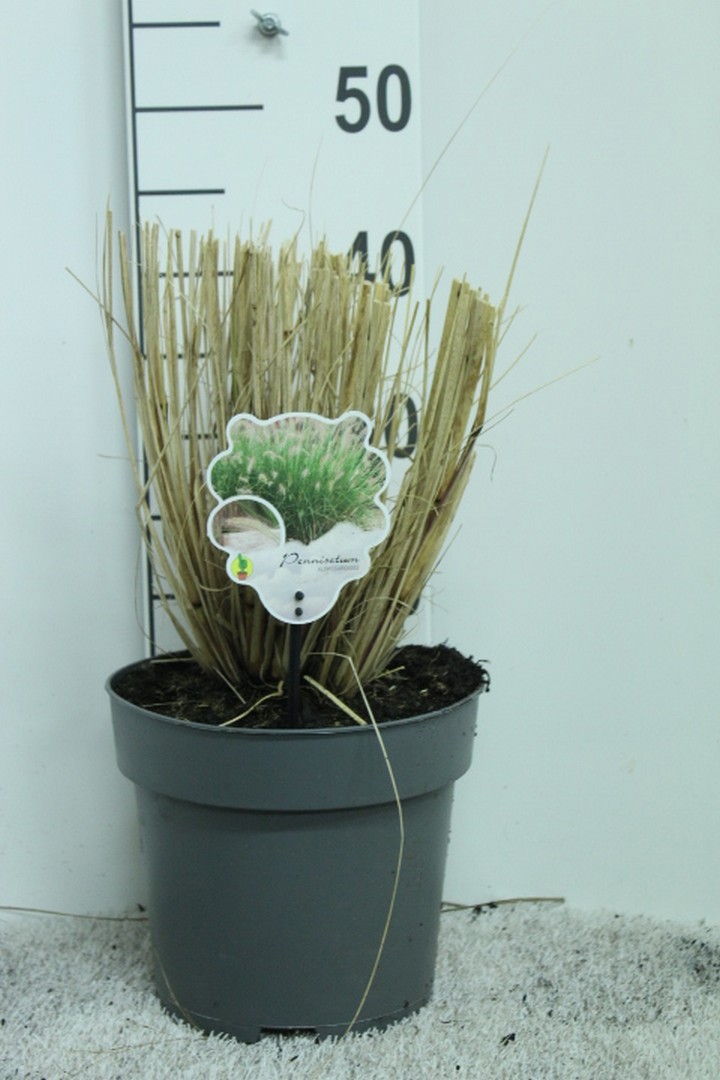 Pennisetum Alopecuroides P23, D 23