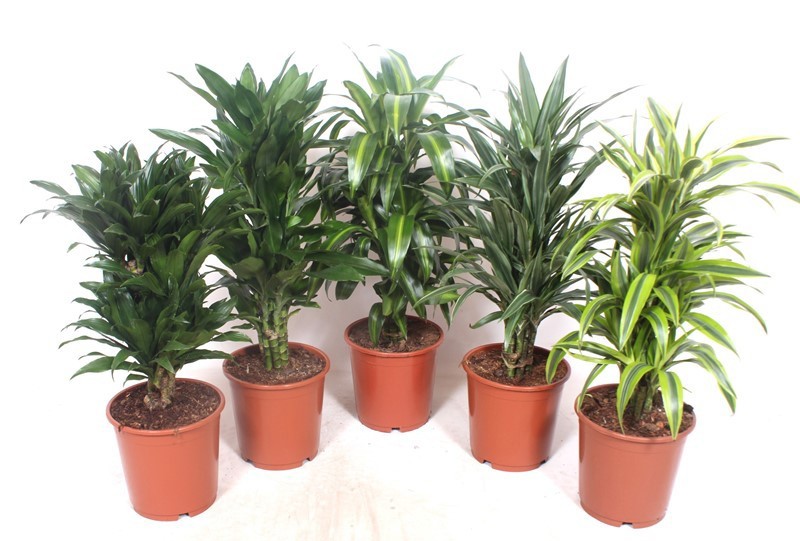 Dracaena fragrans Mixkar 24, D 24