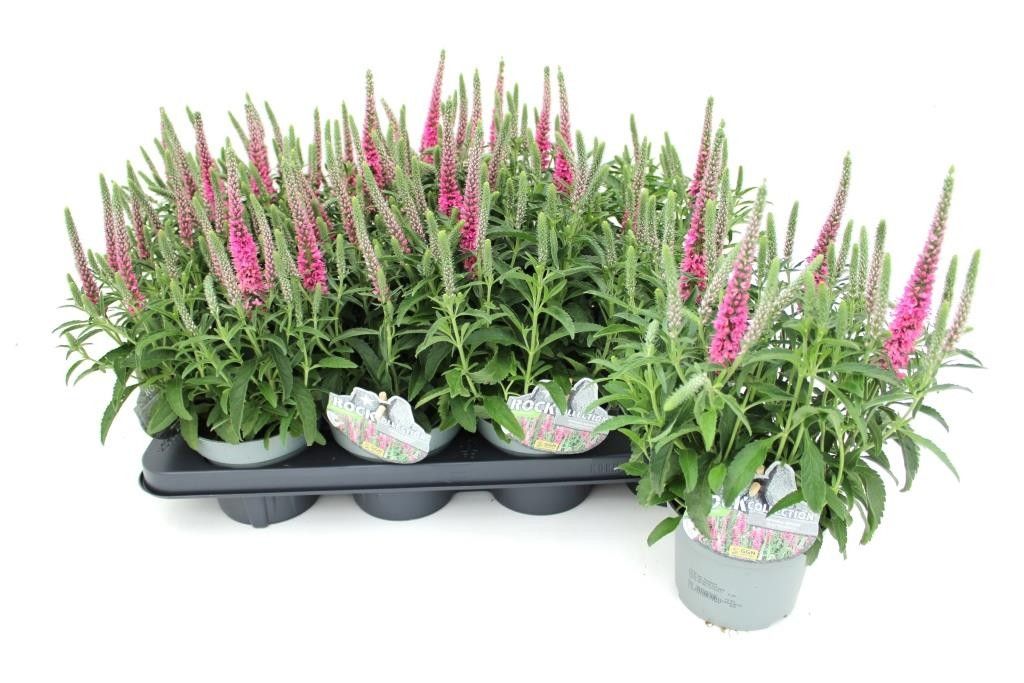 Veronica spicata, ROCKCOLLECTION®, rosa, D 13