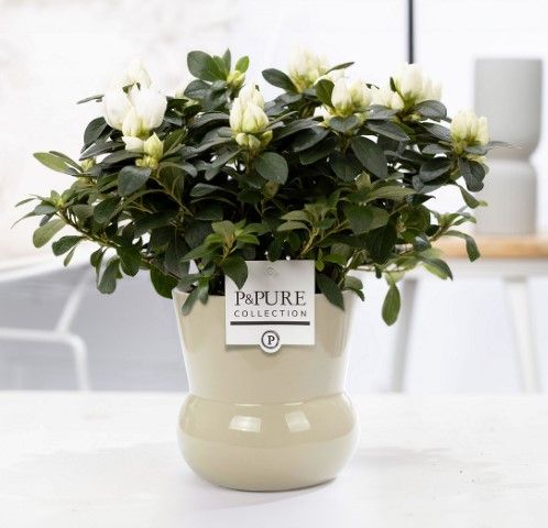 1st class Azalea white in P&PURE Plant Vase Maxima green, D 12
