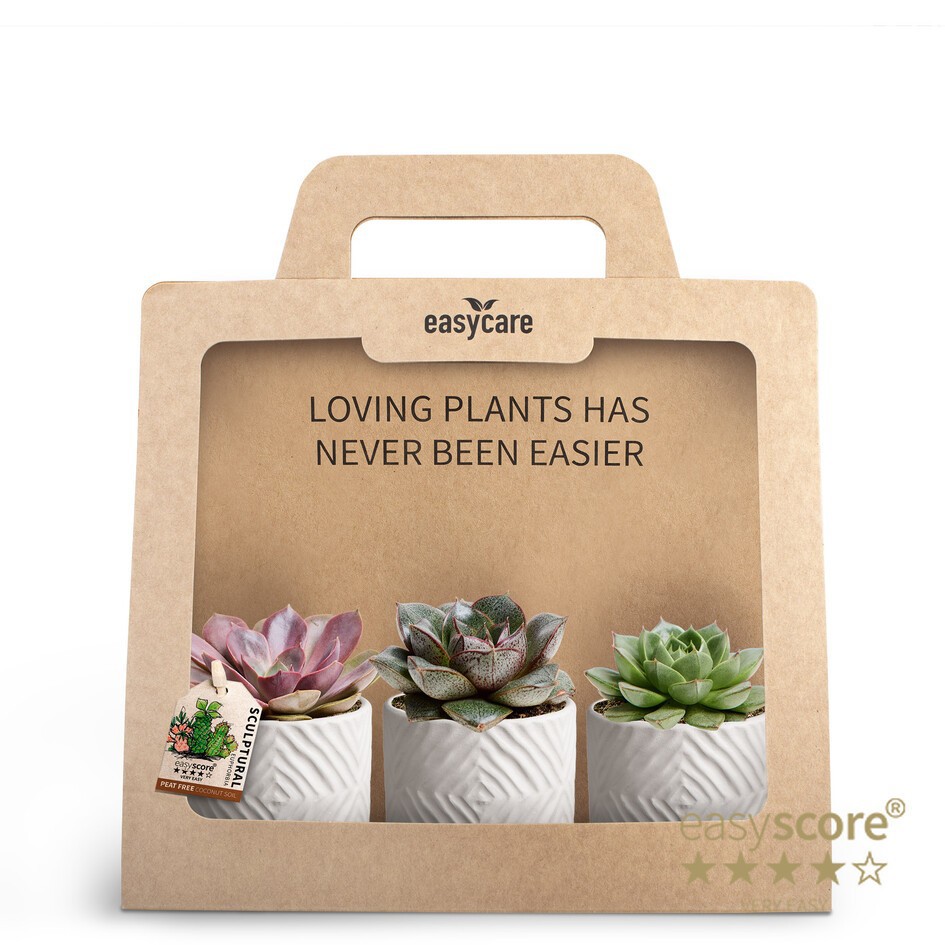 GREEN MIX 30690136 3-Pack Dune, D 7 cm