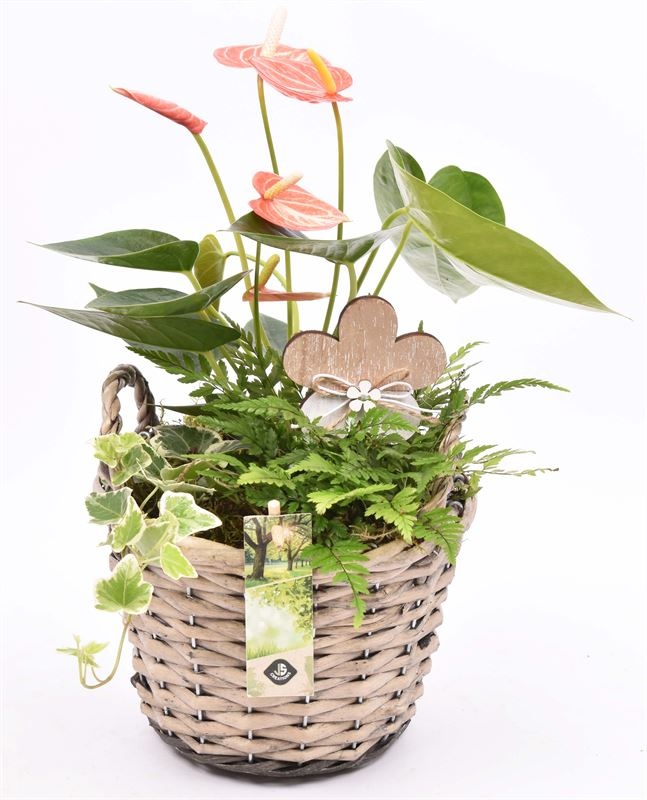 Wilg mand grijs met oor 18cm, D 19