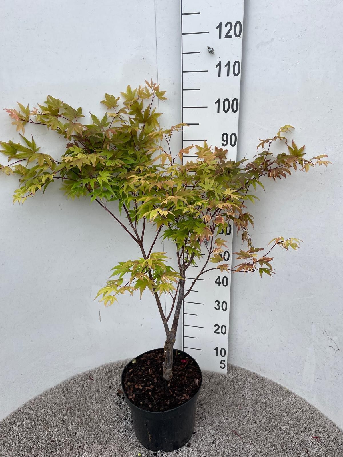 Acer palm. Osakazuki 80-100 P30, D 30