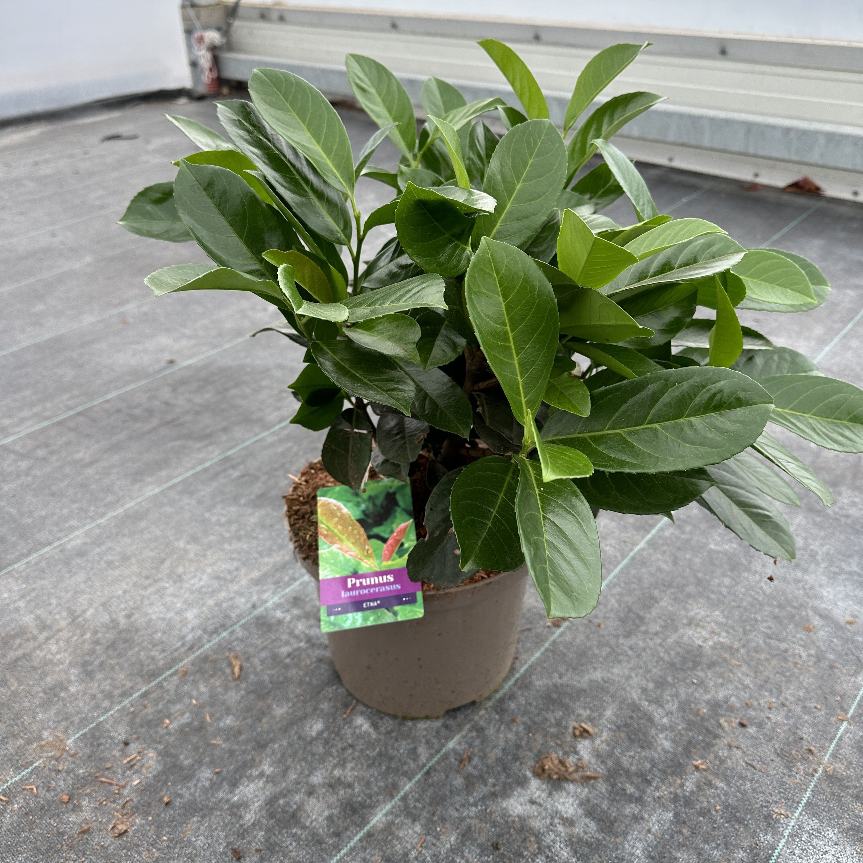 Prunus laurocerasus 'Etna', D 23