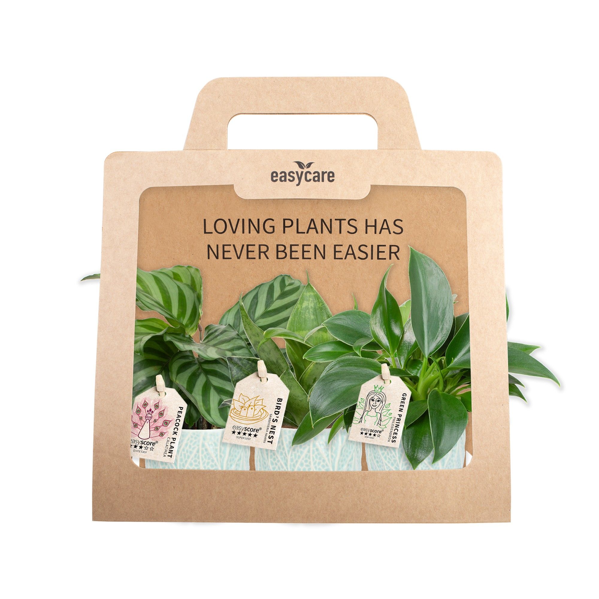 3-Pack Leaf Ocean, Cites Free, D 7