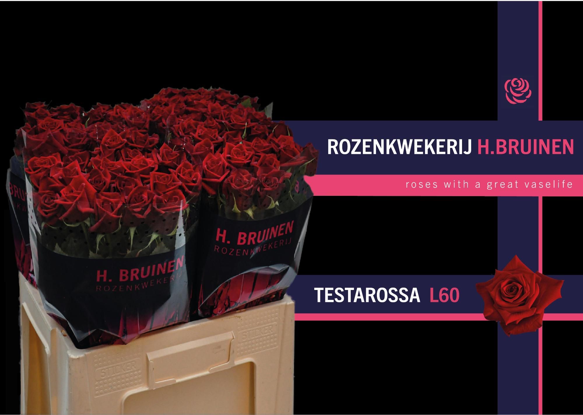 Роза од. Тестаросса 60, шт.