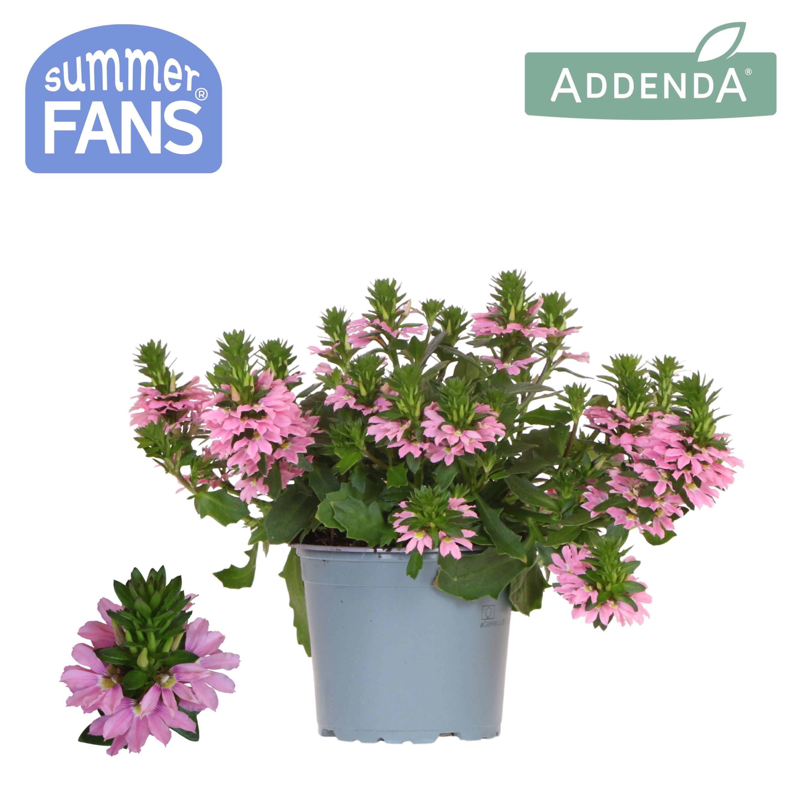 Scaevola pink, D 12