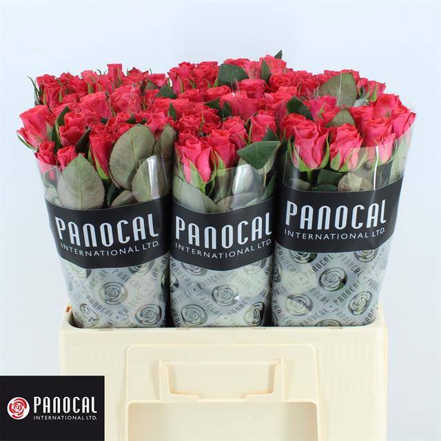 Роза од. Пинк Такази+ 60, шт.