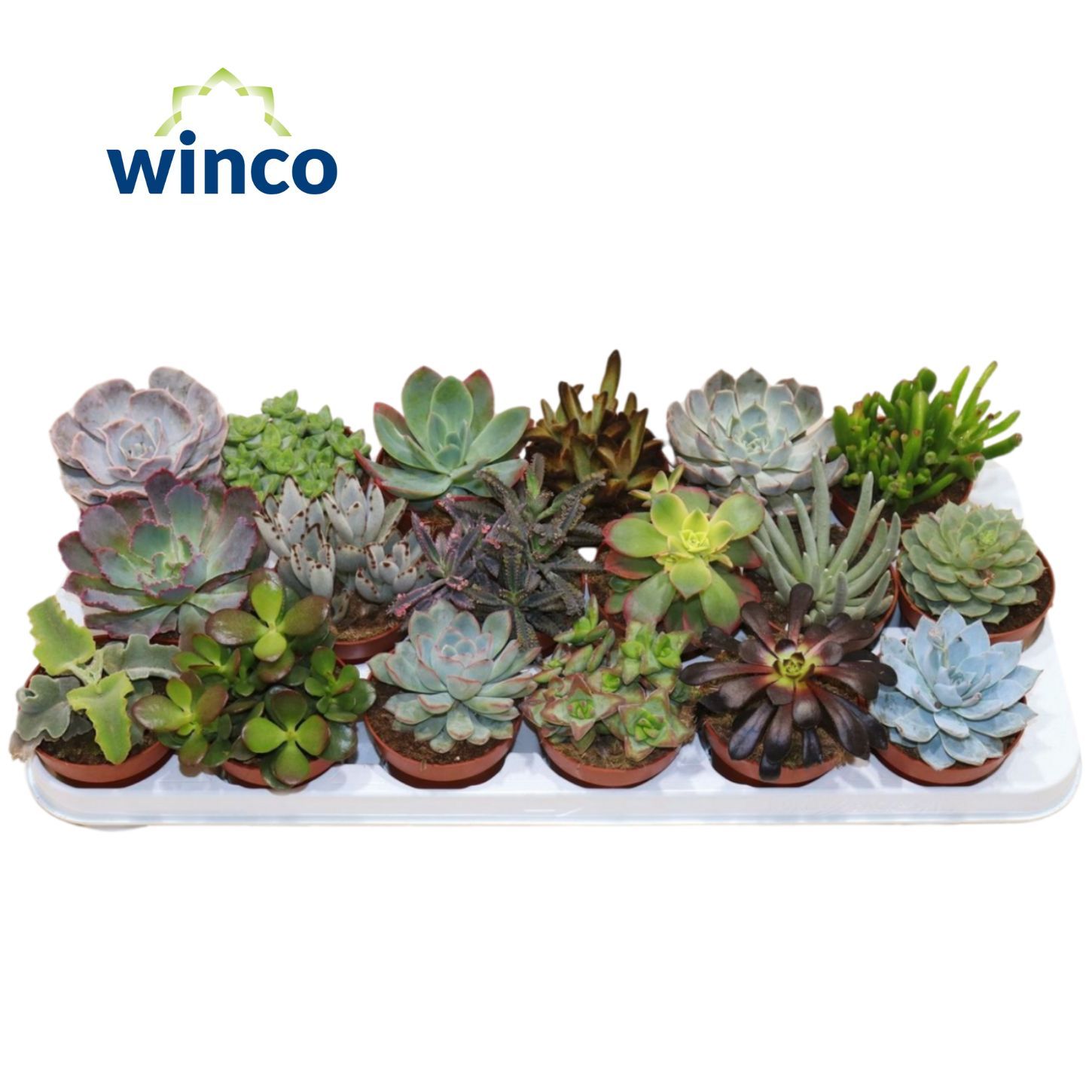 Succulenten Mix, D 8,5 cm