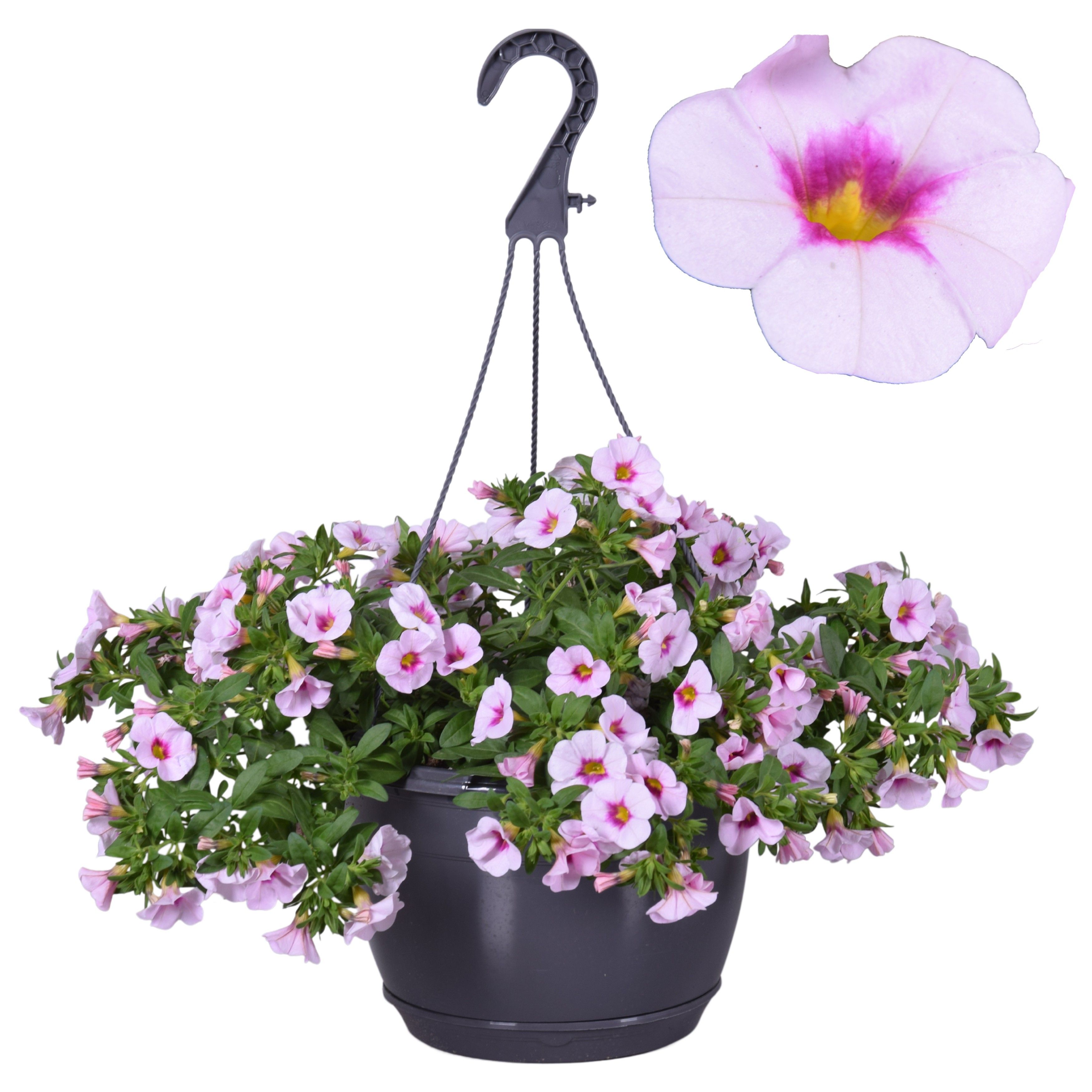 Hpot Calibrachoa Roze + Hoes, D 25