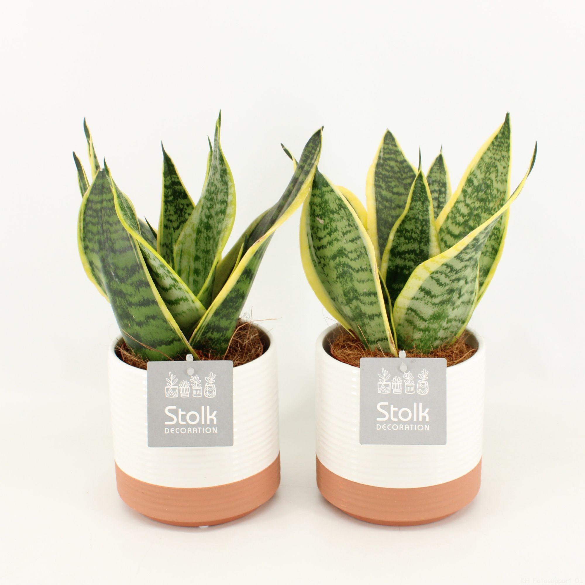 Sansevieria trifasciata Futura Superba in Milou keramiek, D 13