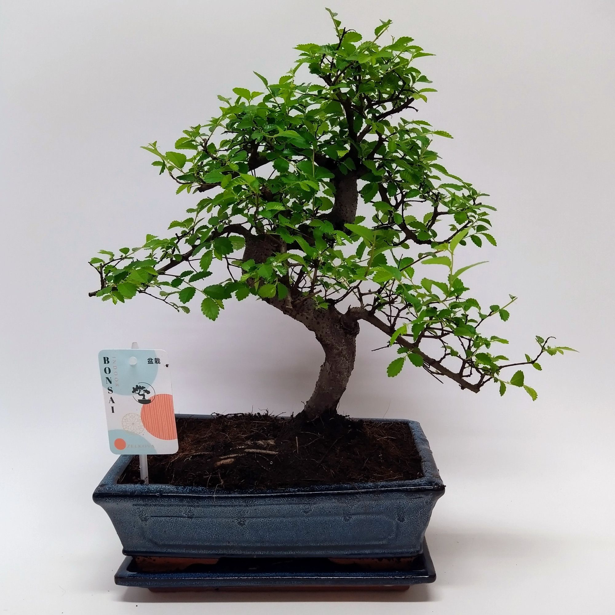 Zelkova S-shape Bonsai Traditional 25 cm + Schotel, D 25 cm Zelkova S-shape Bonsai Traditional 25 cm + Schotel, D 25 cm