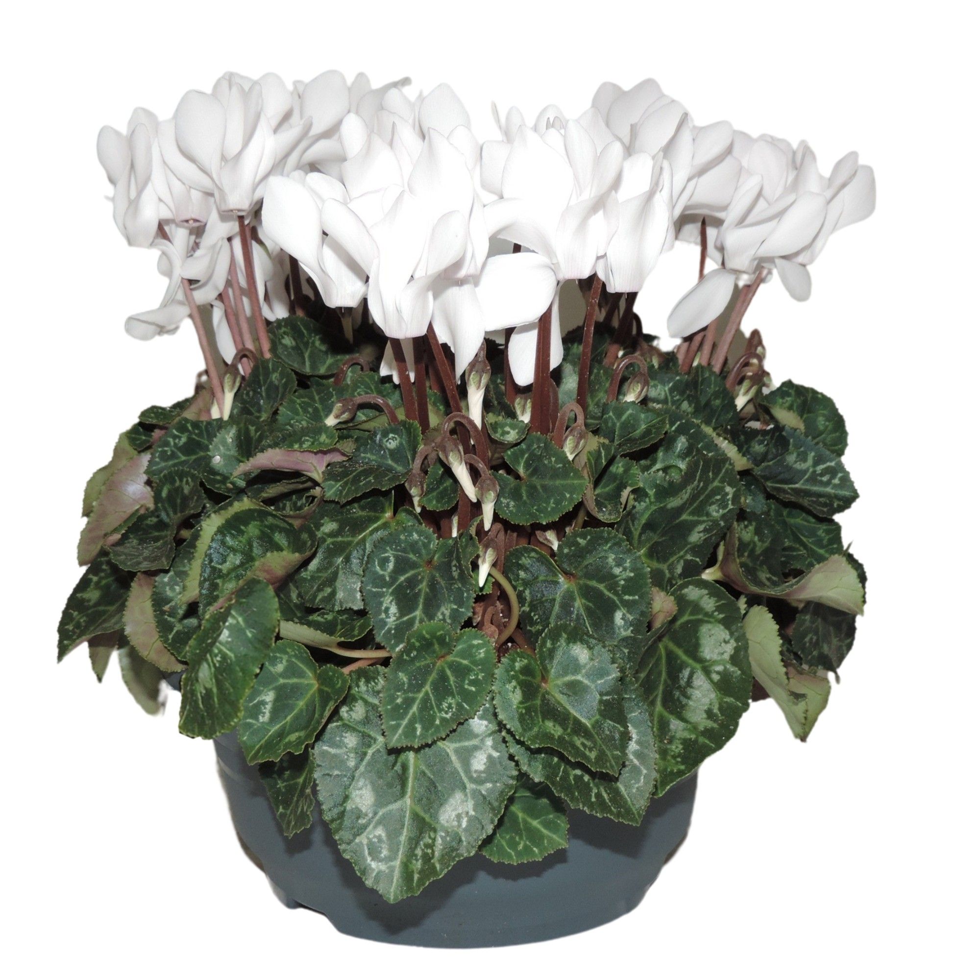 Cyclamen Super Serie Wit Schaal 19 cm, D 19