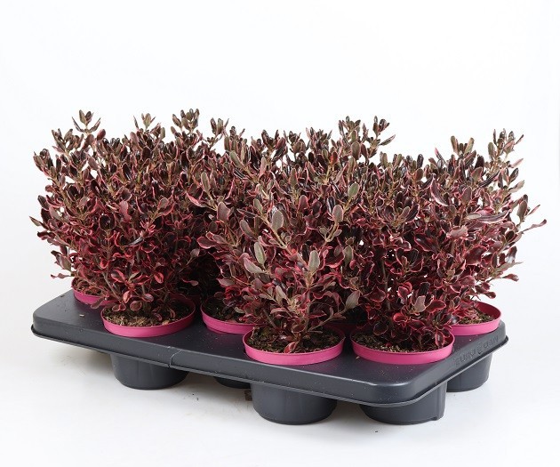 COPROSMA REPENS, D 12 cm