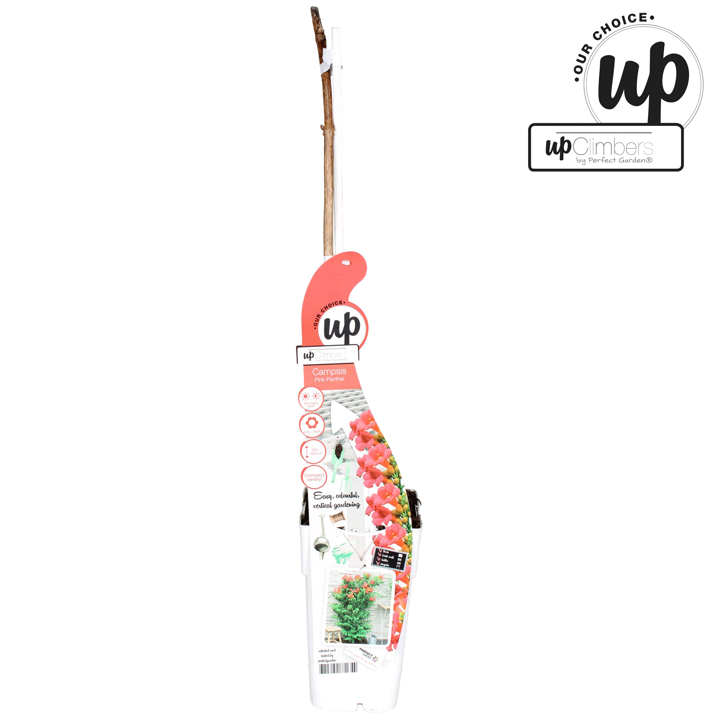 Campsis 'Pink Panther' P15, D 15