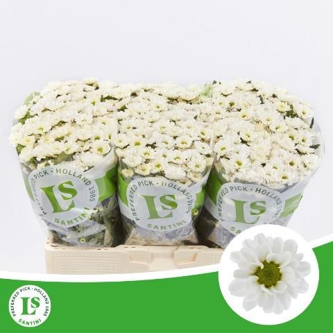 Сантини Росси Вайт (бел.), шт.