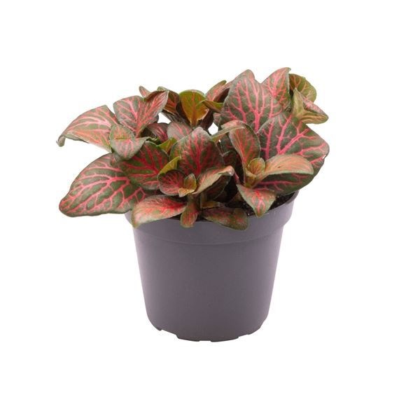 Fittonia Joly Josan� 6 cm, D 6 cm