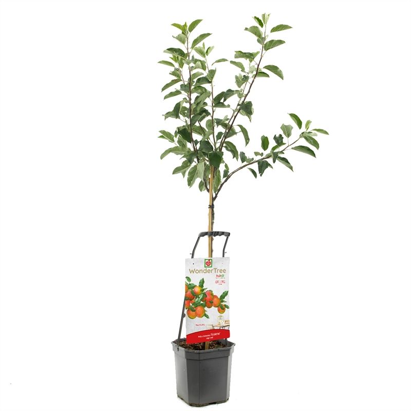 Wonder Tree Ecolette Rood gebloste handappel, D 24 cm