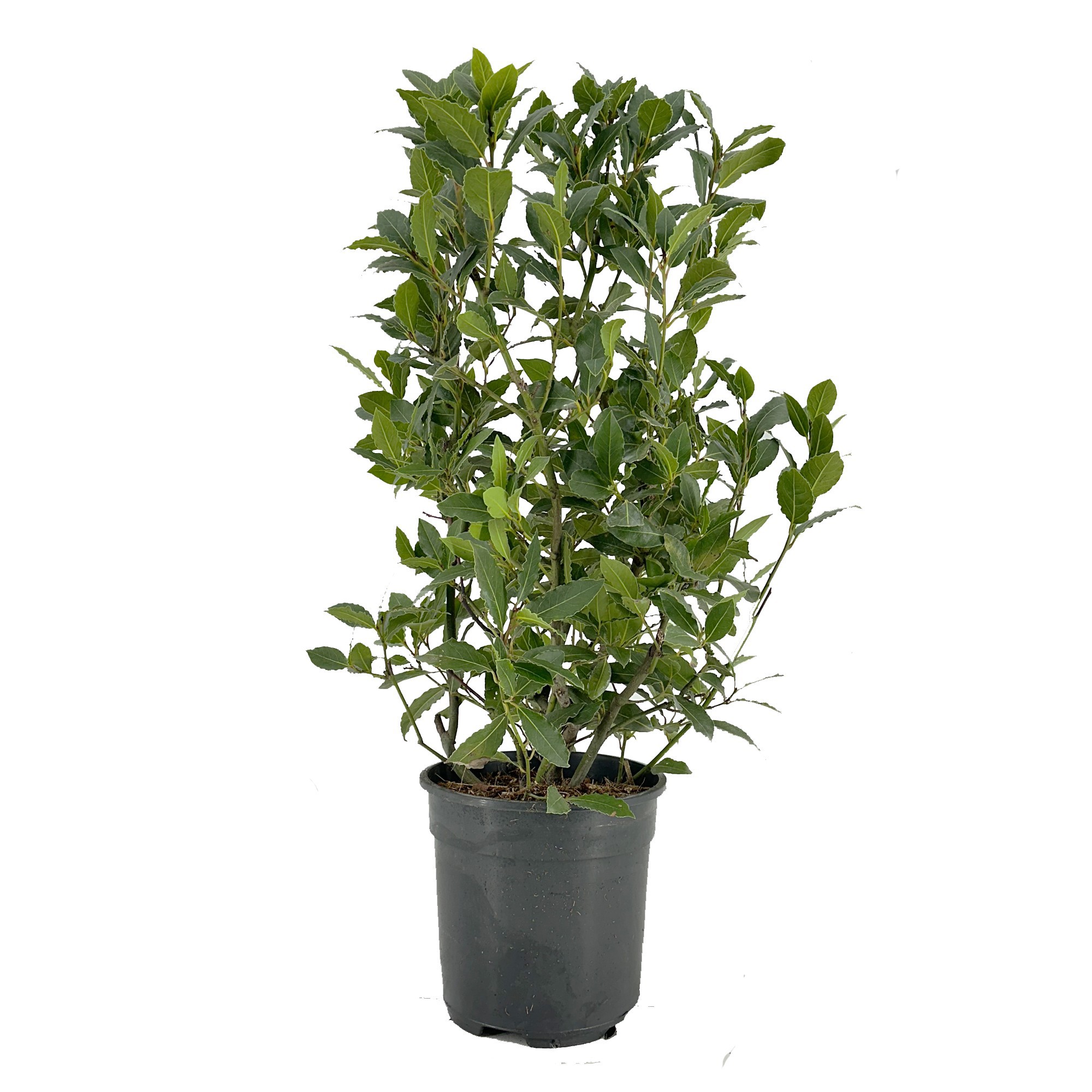 Laurus nobilis Struik, D 20