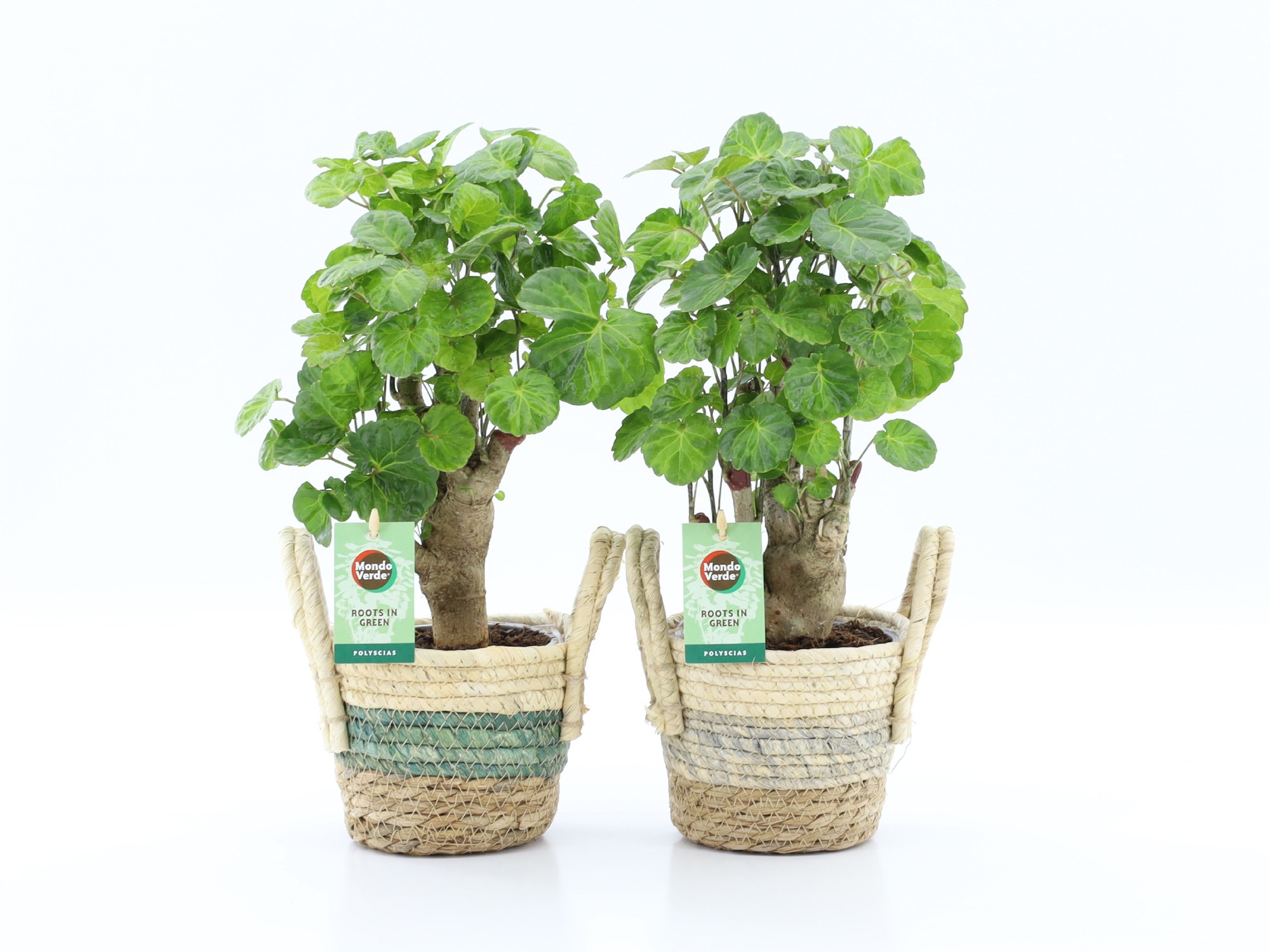 Polyscias Green Lemon in Noah Stripe, D 14