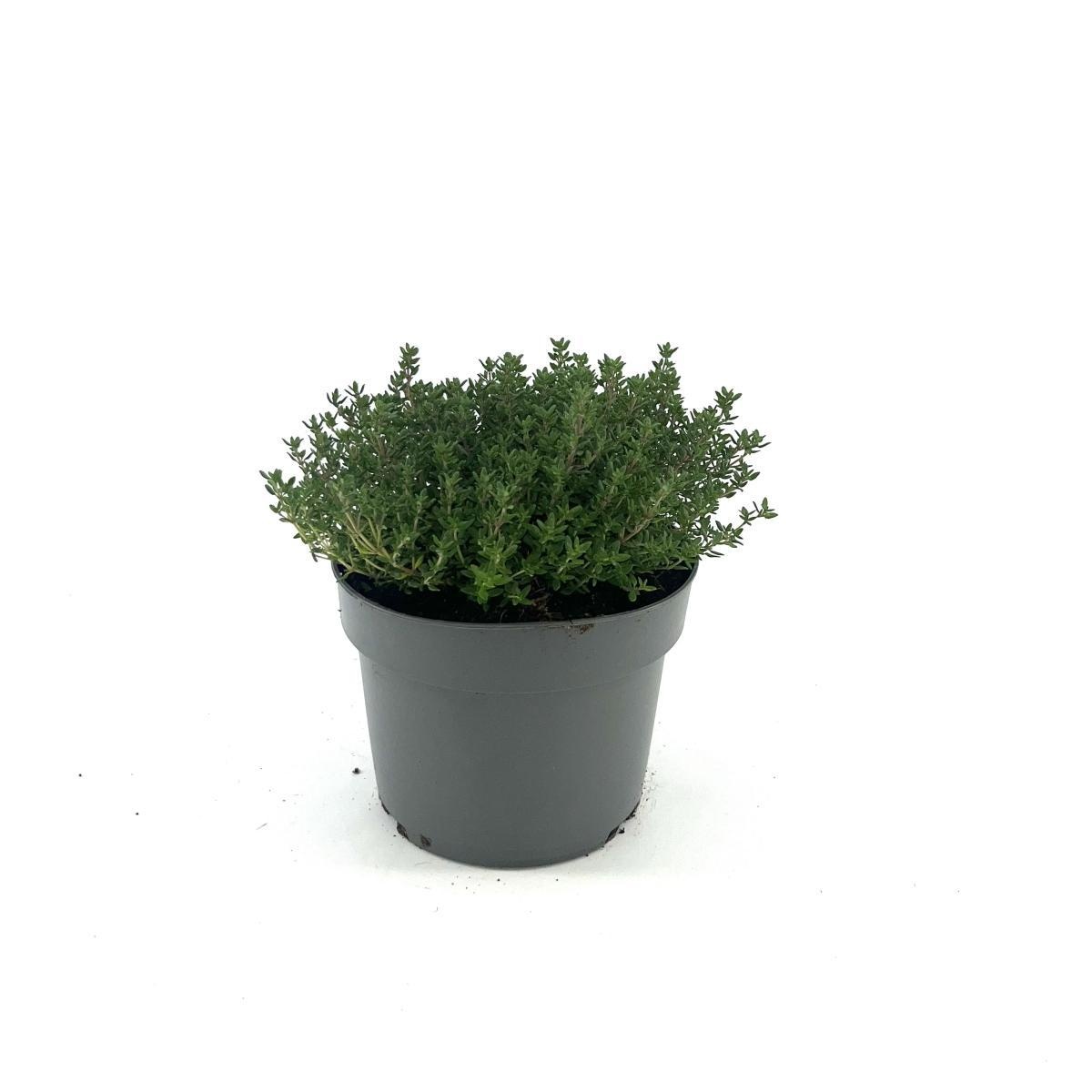 Thymus v. 'Compactus', D 17