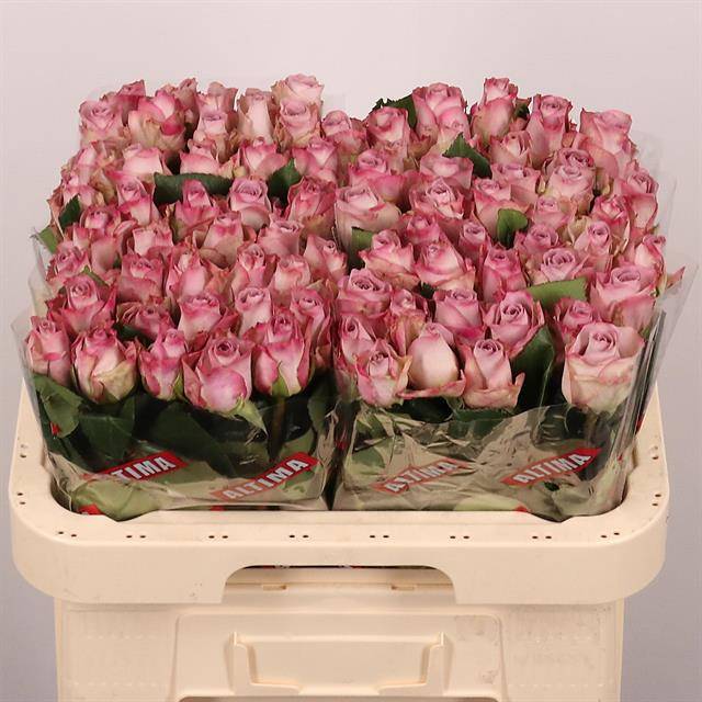 Роза од. Мемори Лэйн 60, шт.