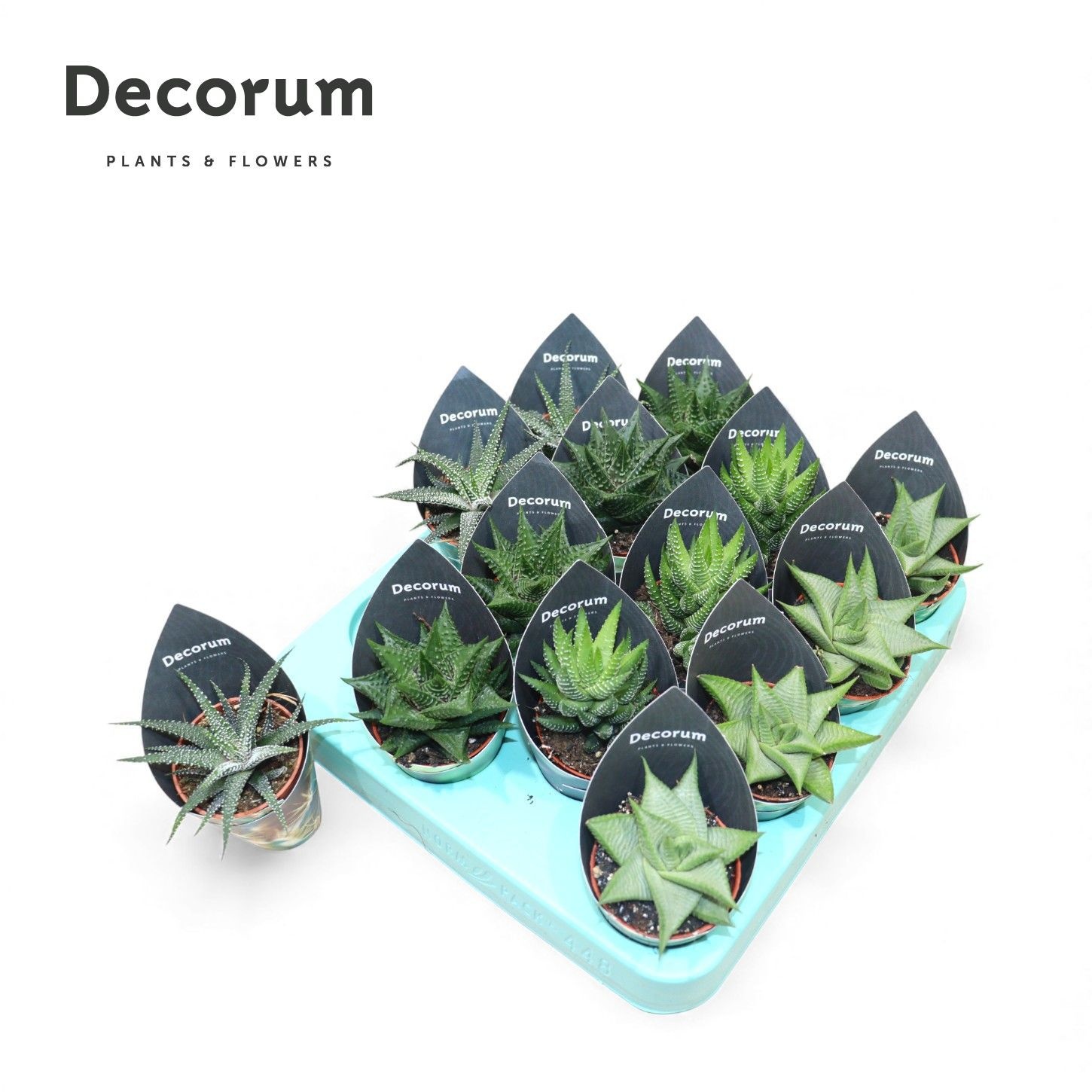 Haworthia Mix (4spc.) (decorum), D 5,5