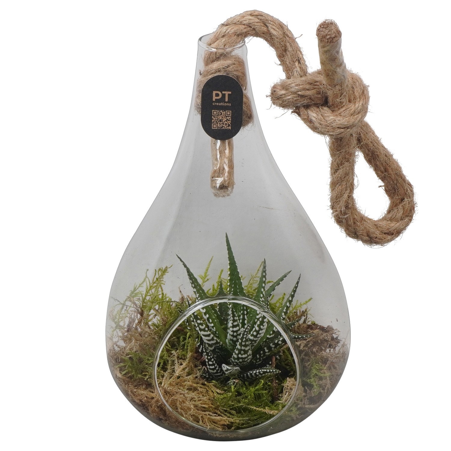 PTIG2701 Arrangement Indoor in glazen vaasje, D 12