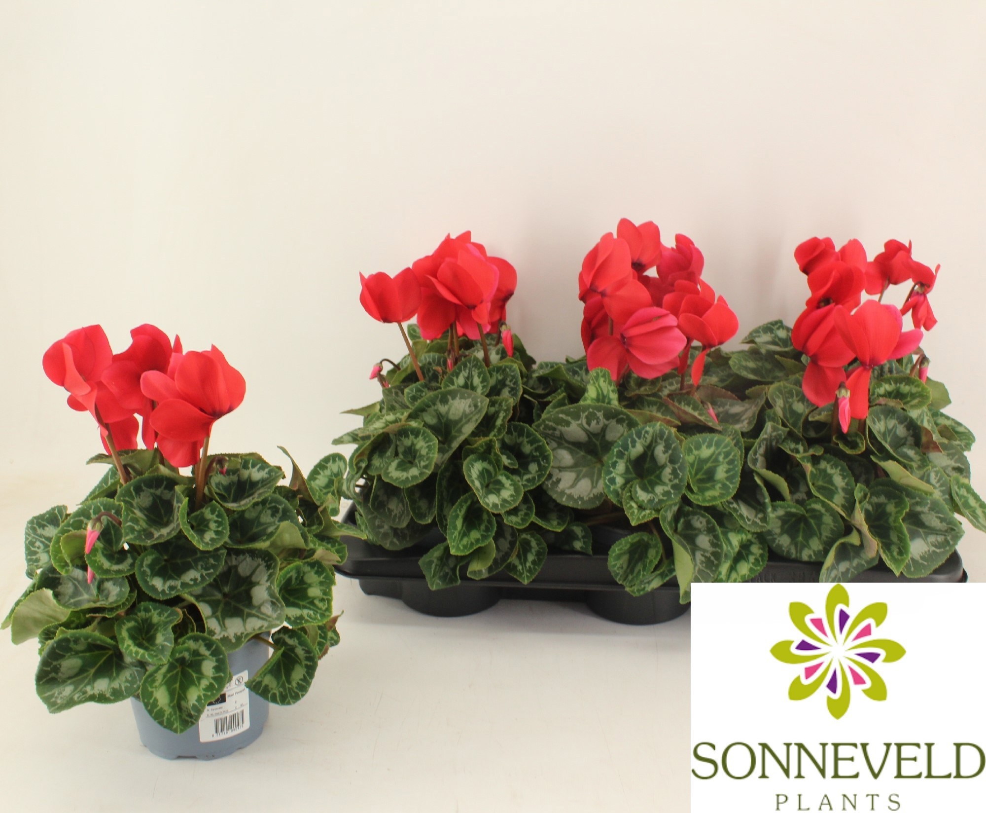 Cyclamen Halios Rood, D 13 cm