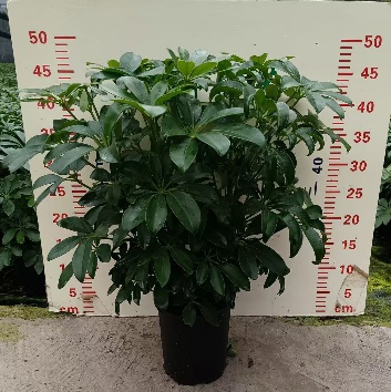 0.5 галлонс оф счеффлера 16 45