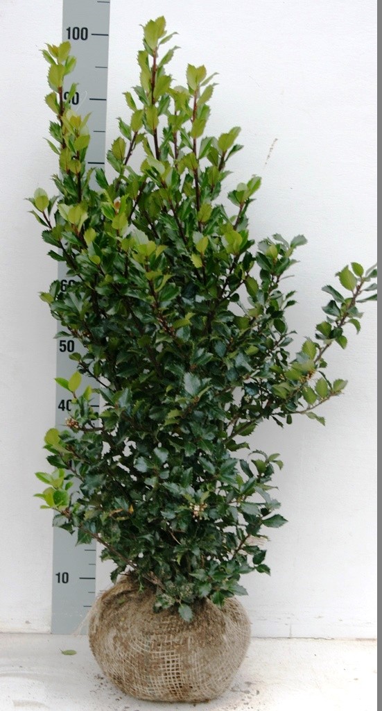 Ilex mes. 'Blue Prince', D 26