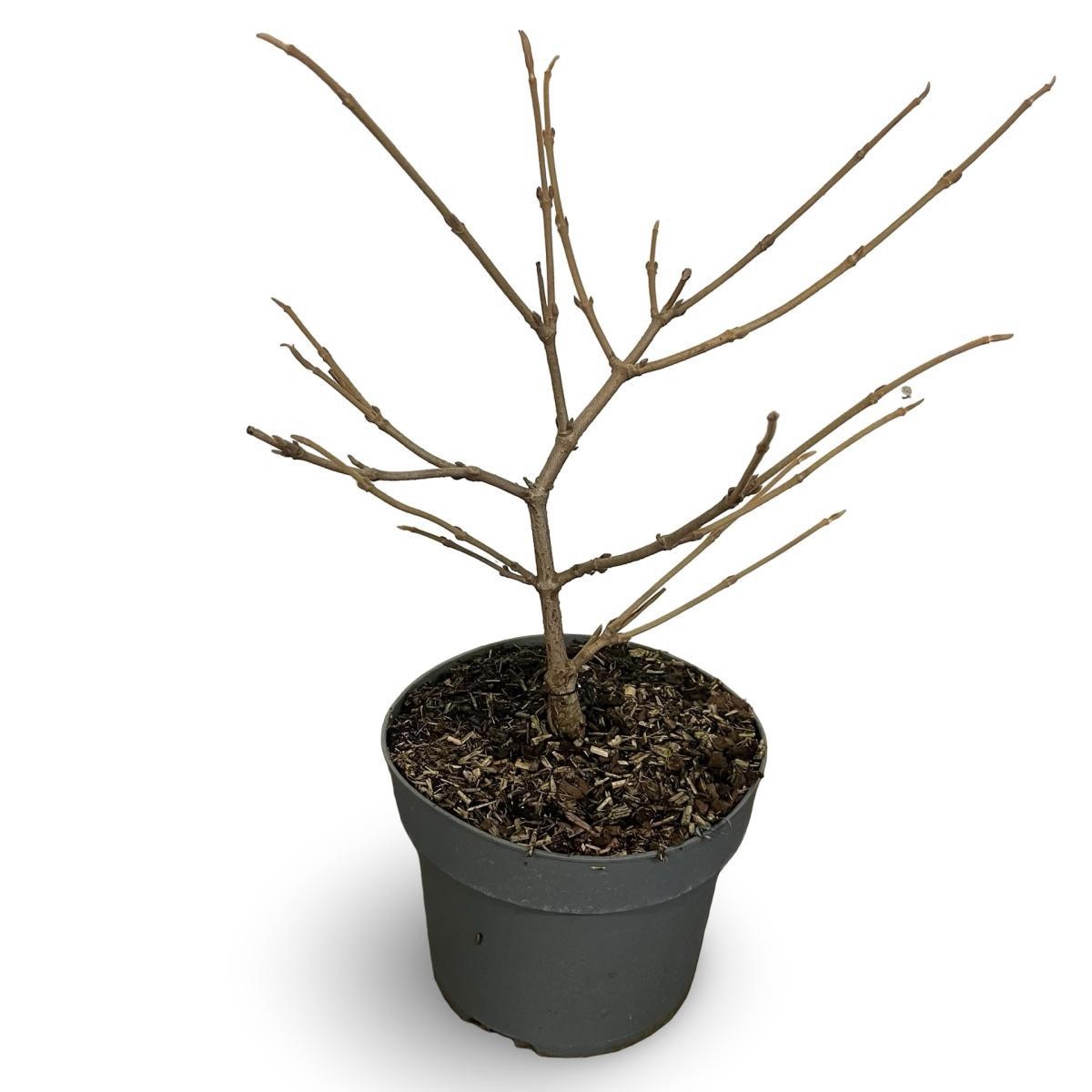 Viburnum plic. 'Watanabe', D 21