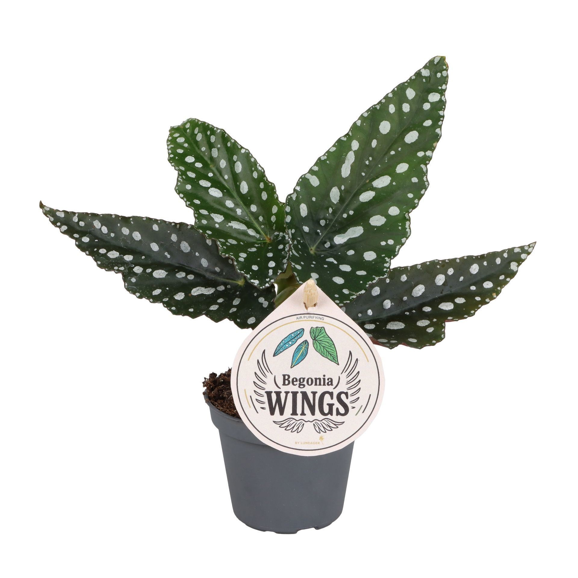 Begonia Wings Maculata Silverspot 6 cm, D 6