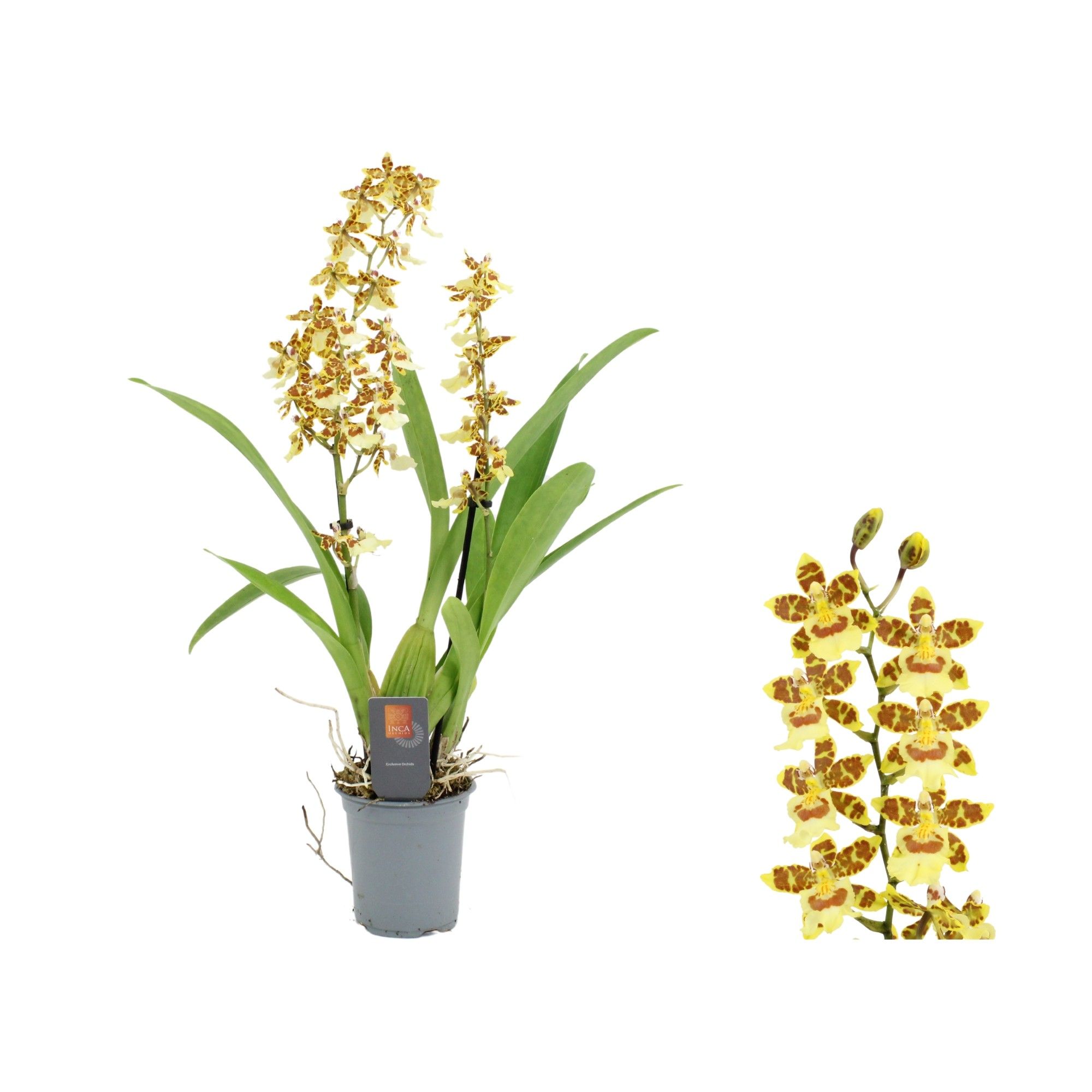 Inca Cambria Pacific Sunset 2 spike 9cm, D 9