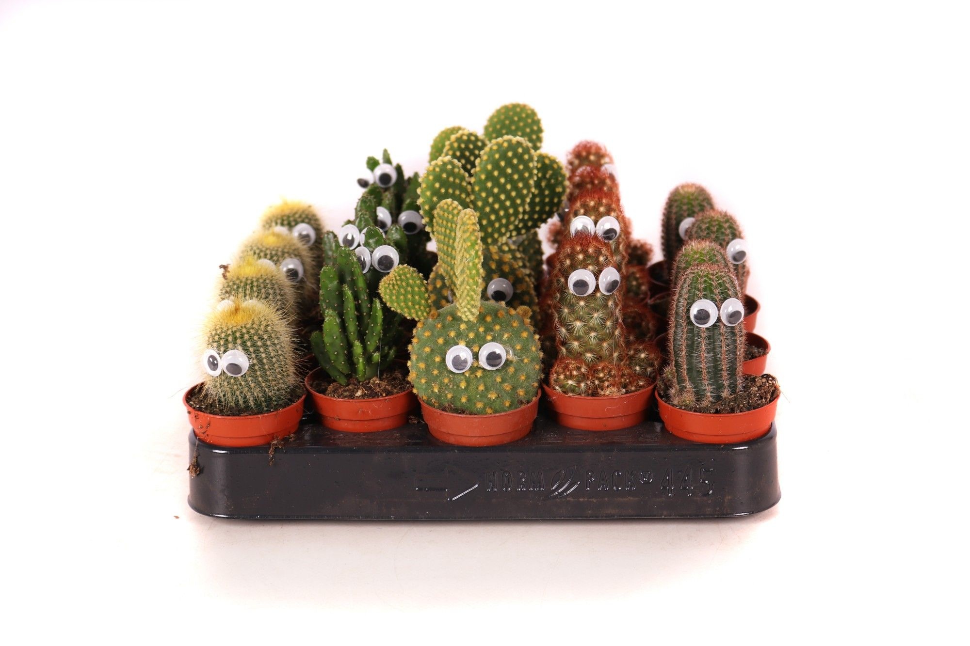 Cactus 5,5 cm met ogen, D 5,5