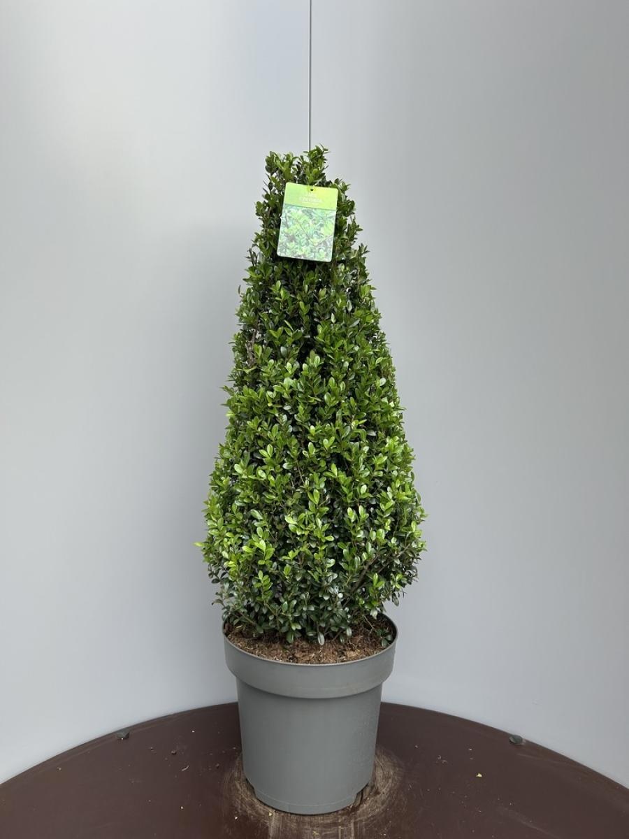 Ilex crenata 'Caroline Upright', kegel, D 32